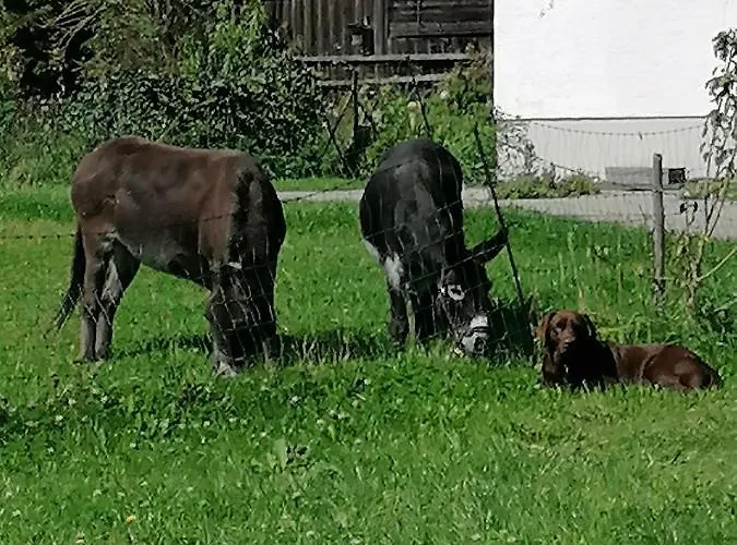 Naturhof Selbertinger Apartment