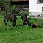 Naturhof Selbertinger Apartamento